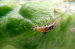Coccinella novemnotata and aphid midge are seldom seen in cool-season vegetables, whereas Coccinella septempunctata seems to be becoming increasingly abundant and brown lacewing larvae are able to
