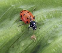 (A and B) Two views of adult convergent lady beetle (Hippodamia convergens) on romaine lettuce. figure 9. Larva of convergent lady beetle (Hippodamia convergens) on romaine lettuce.