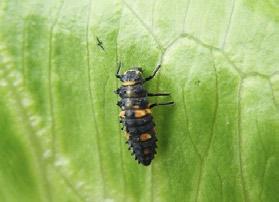 Regardless of their mode of colonizing, beneficial arthropods require resources once they arrive in vegetable fields, and fields of tilled soil with tiny seedling crops may not, by themselves,