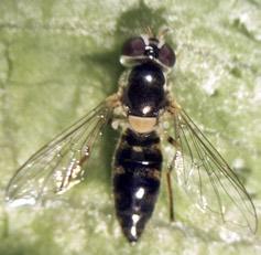 Flower Flies (Syrphidae) and Other