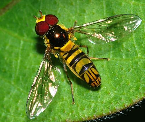 Syrphidae: Allograpta