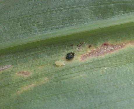 host-feeding and parasitism Only small instar aphids are attacked