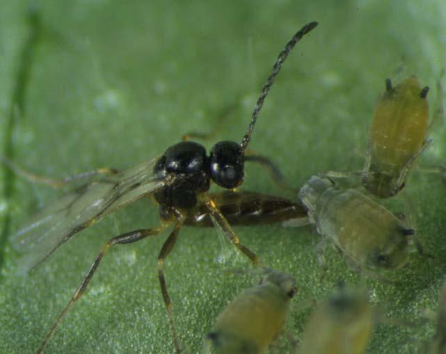 Braconidae: Lysiphlebus testaceipes Tribe Aphidiinae: all aphid specialists, but L.