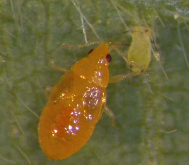 Anthocoridae: Orius insidiosus (insidious flower bug) Generalist, omnivorus predators of small