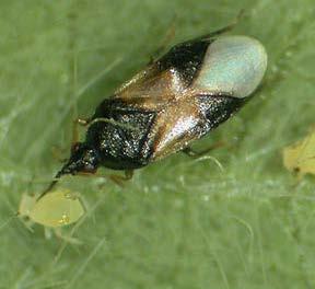 aphids, but prefer thrips Lab studies reveal SCA is suitable prey for O. insidiosus, if not optimal O.