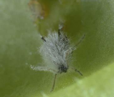 to spread Can result in rapid collapse of aphid colonies