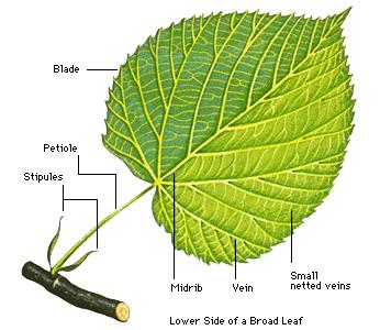 LEAF PARTS: There are two main parts of the leaf, the BLADE and the PETIOLE.