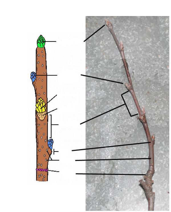 Parts of the Stem: Terminal bud Axillary bud