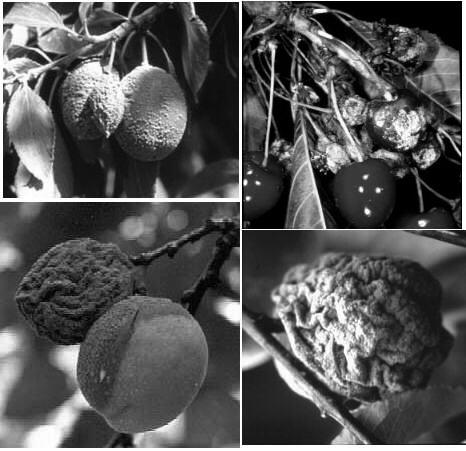 examples - Monilinia fructicola Stone fruit (Monilinia fructicola