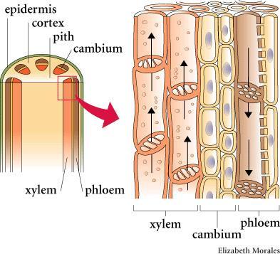 Sieve cells and