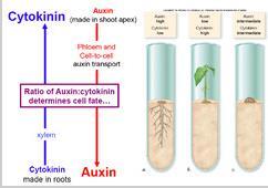 Cytokinins vs Auxin Unlike other hormones, cytokinins are found in both plants and animals.