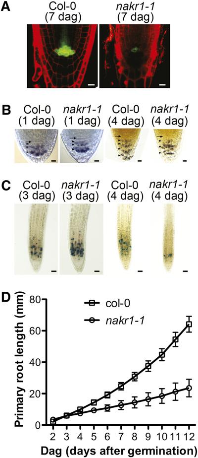 10 of 17 The Plant Cell Compared with Col-0, nakr1-1 seedlings showed much lower expression of quiescent center marker JYB1234 at 7 DAG (Figure 11A).