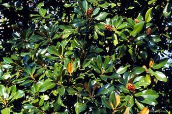 it is evergreen Some typically deciduous trees may keep their mostly dead, brown leaves into the winter