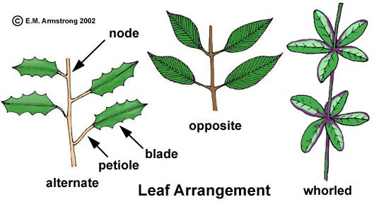 To distinguish a pinnately compound leaf from a twig with simple leaves, look for buds because they will only be found in the axil of the leaf (not leaflet) Leaf arrangements on twigs (phyllotaxy)