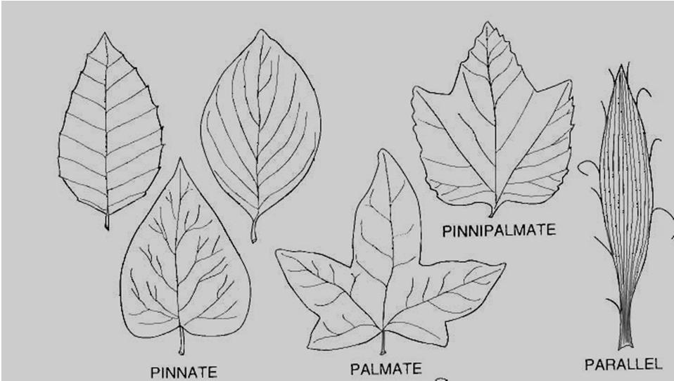 Leaf shape several features of leaf shape can be used for ID Overall blade shape Shape of apices (apex or end of the leaf) Shape of base Form of the leaf margin (or