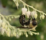 pollinates a sourwood tree Magnolia beetle Fig fig wasp Reproductive Structures in
