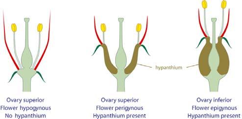 A flower with all 4 parts (sepal, petal, stamen, pistil) is considered
