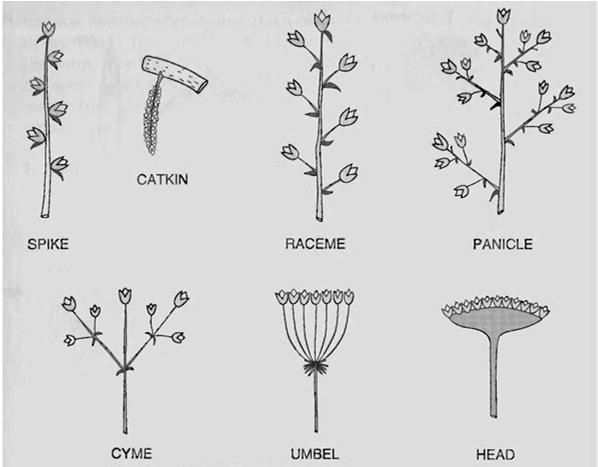 Inflorescence and Infructescence Flowers can be terminal on the twig or axillary in leaf axils An