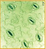 The leaf epidermis will also have pores, or stomata, for gas exchange (CO 2, O 2, H 2 O vapor) In woody plants, the