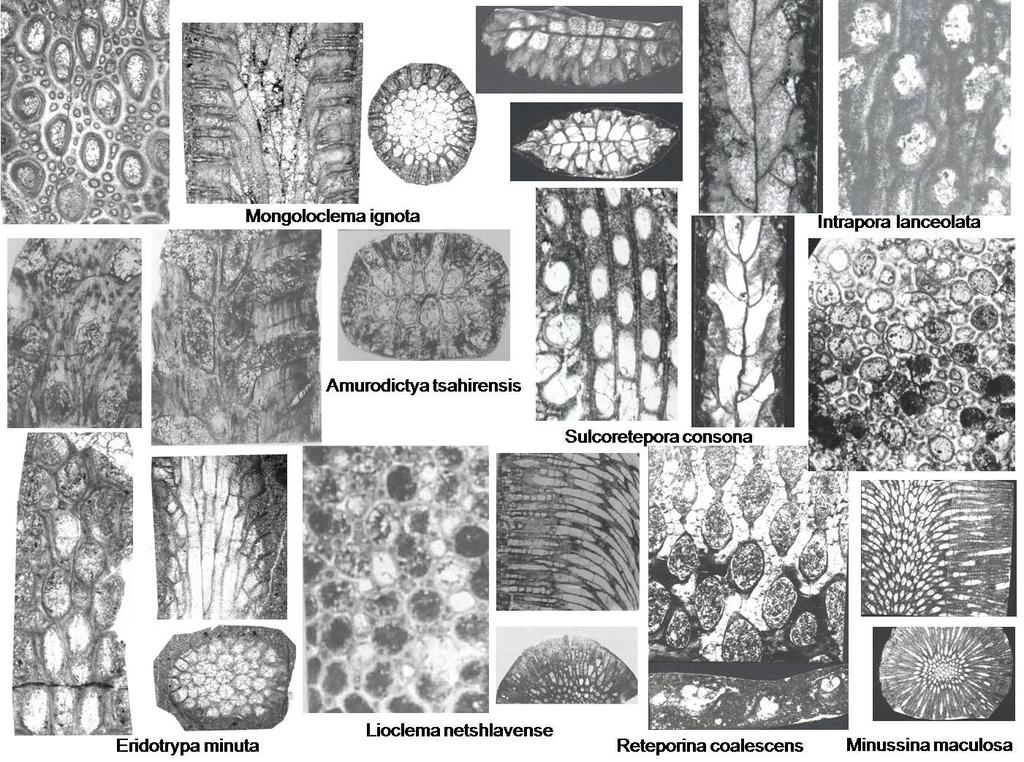Fig. 2. Devonian representative bryozoans. References: Alekseeva, R.E., 1993. Devonian Biostratigraphy of Mongolia, Moscow: Nauka, v. 44. P.132. Alekseeva, R.E., Aristov V.A., Goryunova R.V., Ulitina L.