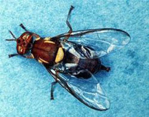 Queensland Fruit fly (Bactrocera tryoni)