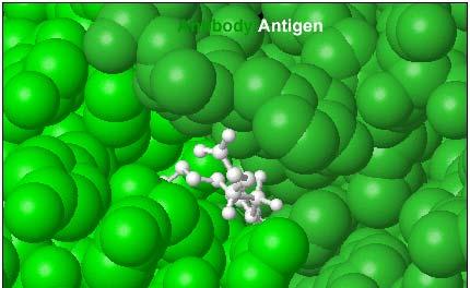 the greater the London dispersion attraction will be. 1. Image of the 3D anitibody/antigen from top of page: Page 6: 1. Snapshot with annotations indicating hydrogen bonds: 2.