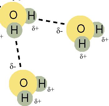 What is Hydrogen Bonding? The bond between the O and H atoms of different water molecules.