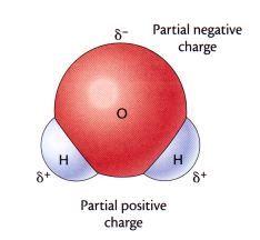 Water: Polarity Covalent bond between two hydrogen atoms and one oxygen atom O pulls H