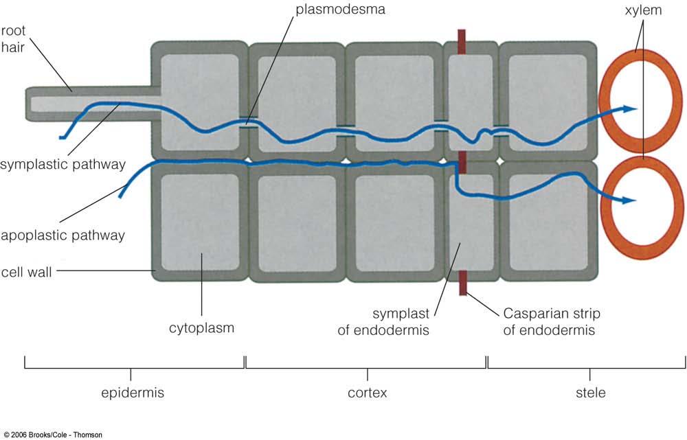 Figure 11.7. Apoplastic and symplastic pathways of water transport through the epidermis and cortex of the root. Water must flow through the symplast of the endodermis to enter the stele.