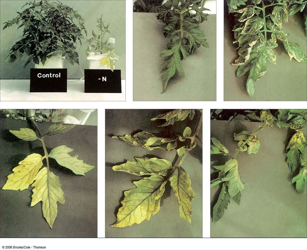 -P -K -N -S -Ca Figure 11.10. Tomato plants grown in nutrient culture solutions to show visual symptoms of mineral deficiencies.