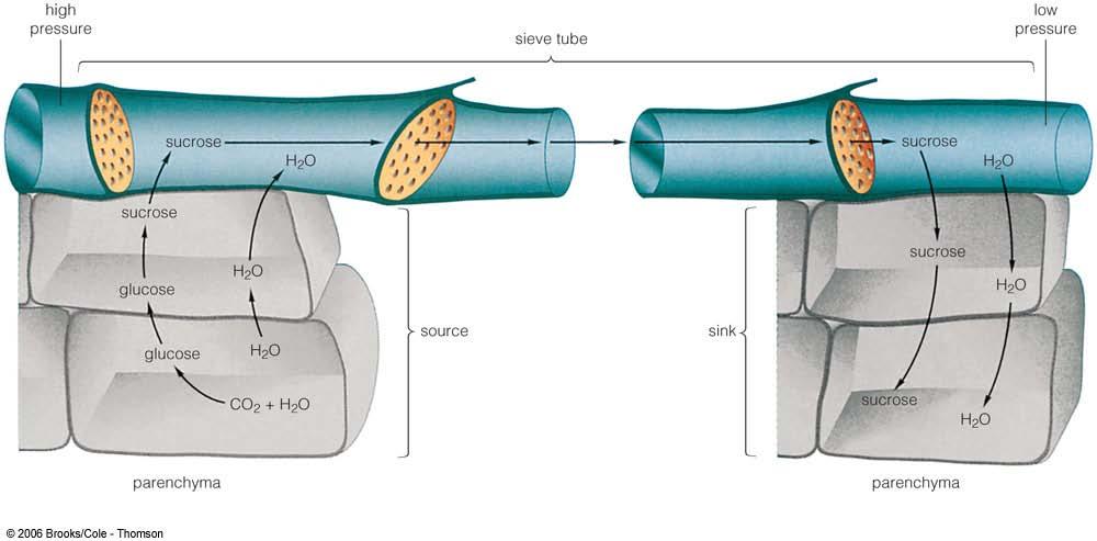 The pressure gradient along the sieve tube depends on the gradient established by differences in sucrose concentration.