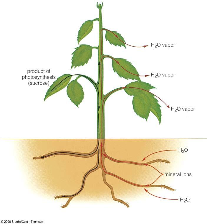 Photosynthesis produces carbohydrates that provide energy and carbon skeletons (covalently linked carbons) for the synthesis of other organic molecules.