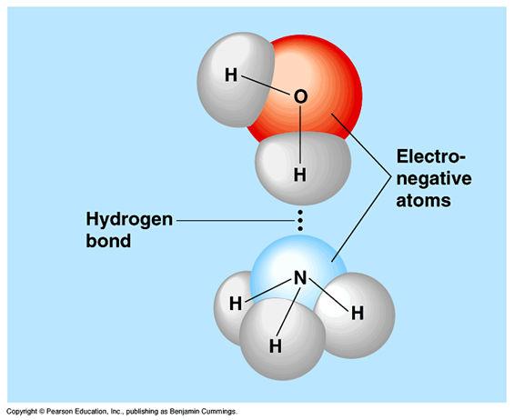 hydrogen bonding Adhesion water