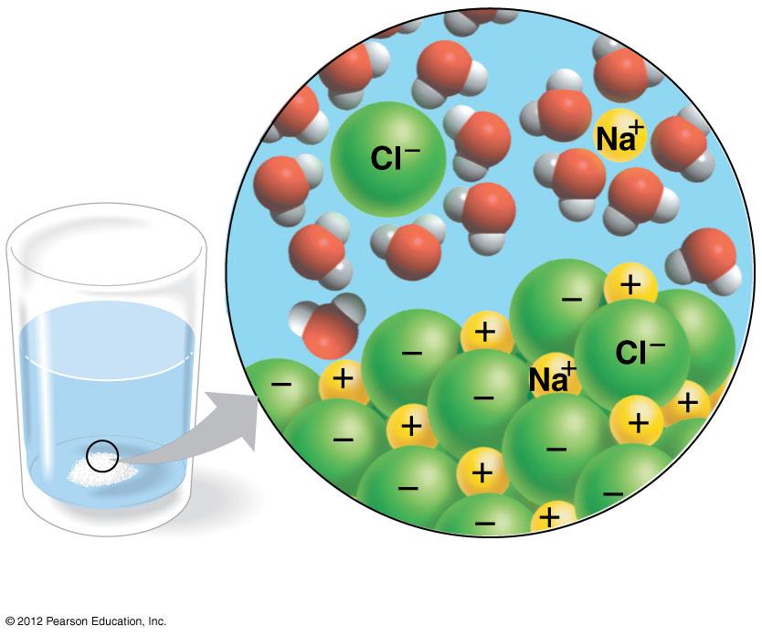 Figure 2.13 Ion in solution Salt crystal 2.14 The chemistry of life is sensitive to acidic and basic conditions In aqueous solutions, a small percentage of water molecules break apart into ions.