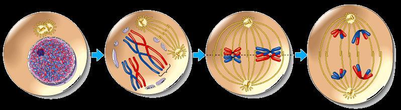 Overview of meiosis 2n=4