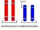 Since the chromosomes in the picture are the for each allele, the plant is for each trait Why meiosis?