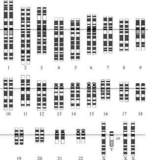 11-4 Meiosis Humans have 23 pairs of chromosomes, or a total of 46 chromosomes per cell (2N= 46).