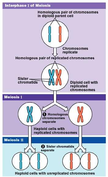 Double division of meiosis DNA replication 1st division of meiosis separates