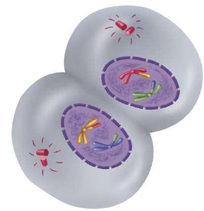 11-4 Meiosis Phases of Meiosis Each pole contains haploid set of chromosomes. MEIOSIS I Telophase I and Cytokinesis Nuclear membranes form. The cell separates into two cells.