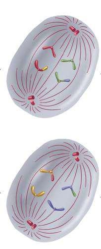 11-4 Meiosis Phases of Meiosis The sister chromatids separate and move toward opposite ends