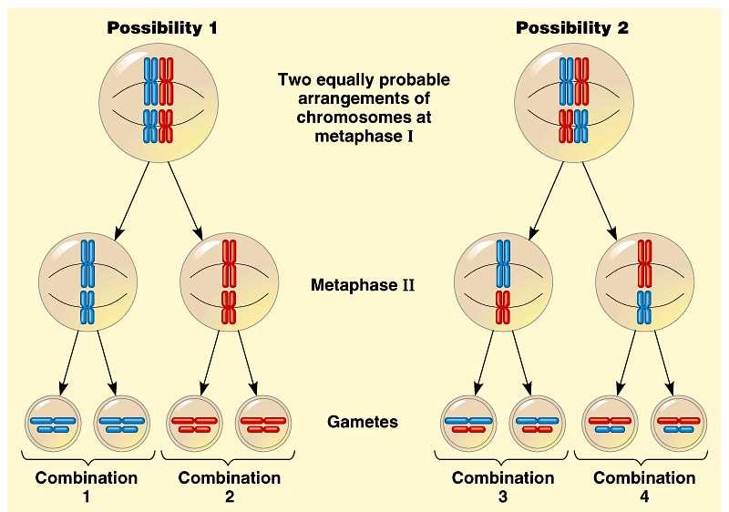 Independent assortment of chromosomes contributes to genetic variability due to the random orientation of tetrads at the metaphase plate.
