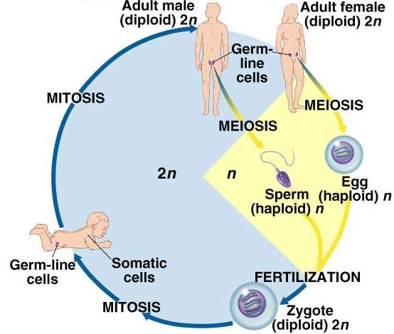 Meiosis = reduction division Alternating processes alternating stages meiosis reduces chromosome number diploid haploid makes gametes sperm, eggs 2n n humans: 46 23 fertilization restores