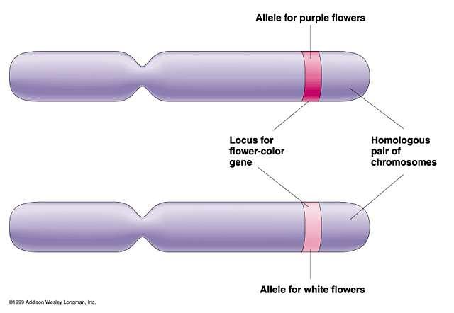 11-4 Meiosis A Homologous Chromosome Pair:-