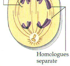 the homologous pairs away from each