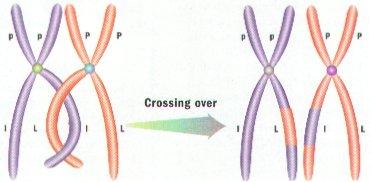 Prophase I: 2 homologous chromosomes move together and exchange various aligned genes.