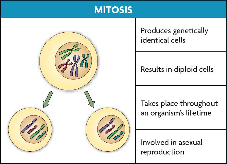 Meiosis has two cell divisions while