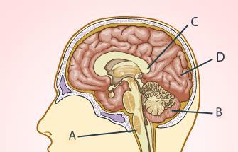 3) Which structure is found directly below the pons and is indicated by the letter A? A. cerebellum B.