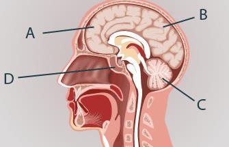 temporal lobe 4) Which of the following structures of the brain is visible in the diagram below? A.