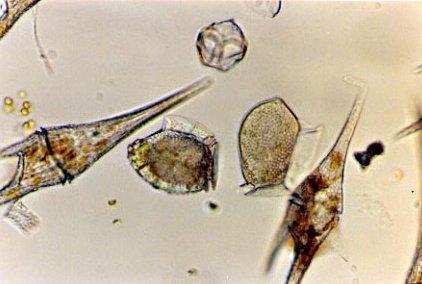 Dinoflagellates 14