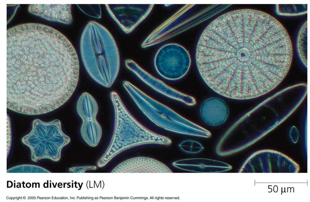 Diatoms 17 Phylum Bacillariophyta ~100,000 species Unicellular Solitary or colonial Typically